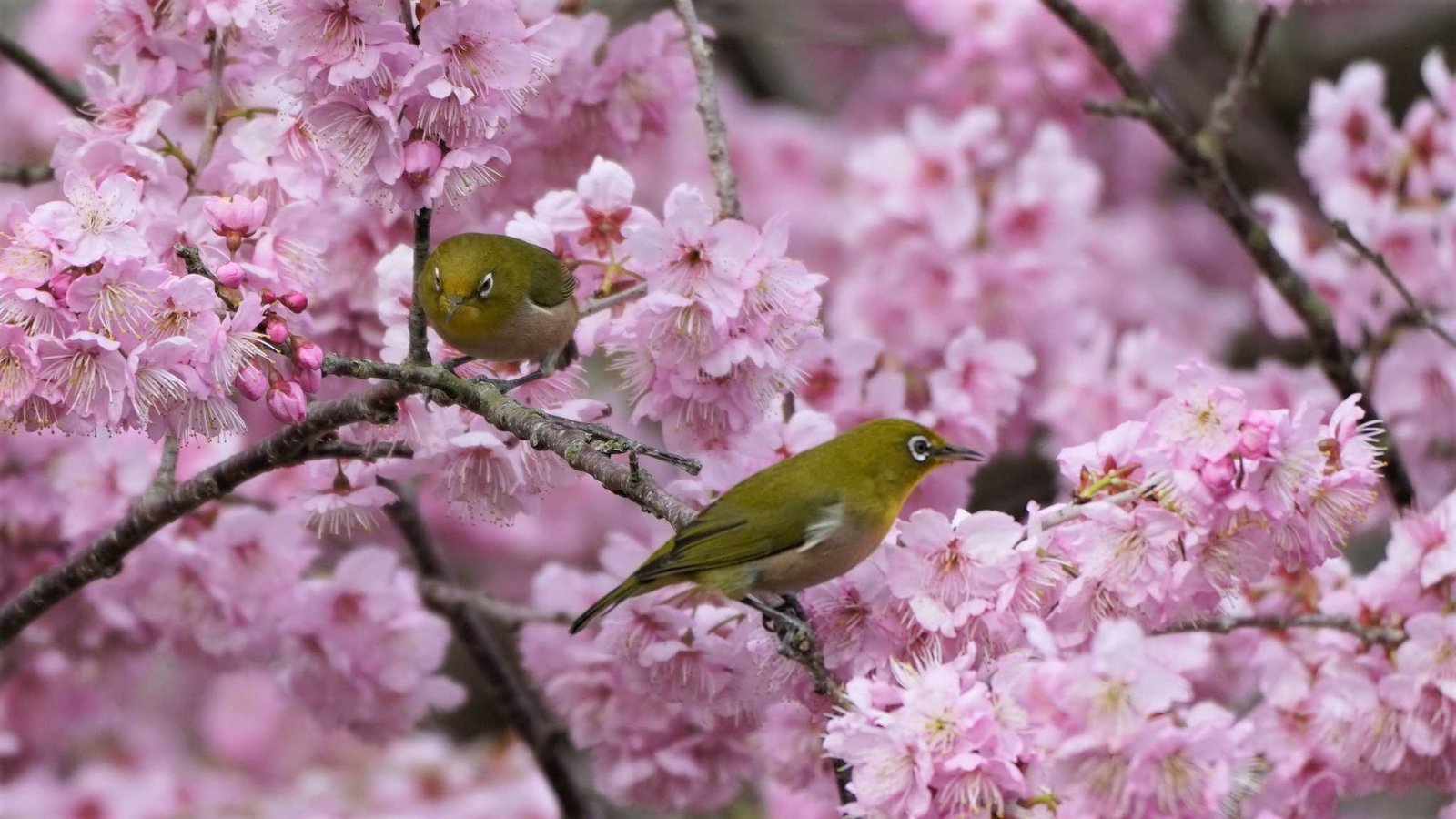 福智山ろく花公園の野鳥情報 | ZooPicker